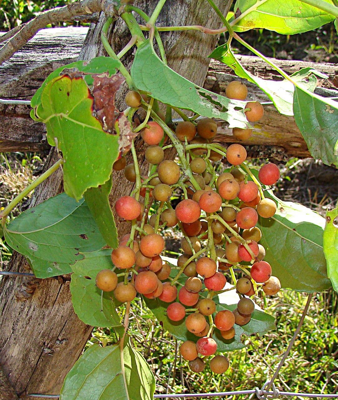 Bischofia javanica 4