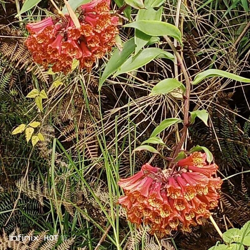 Bomarea multiflora