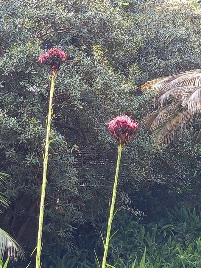 Doryanthes 2