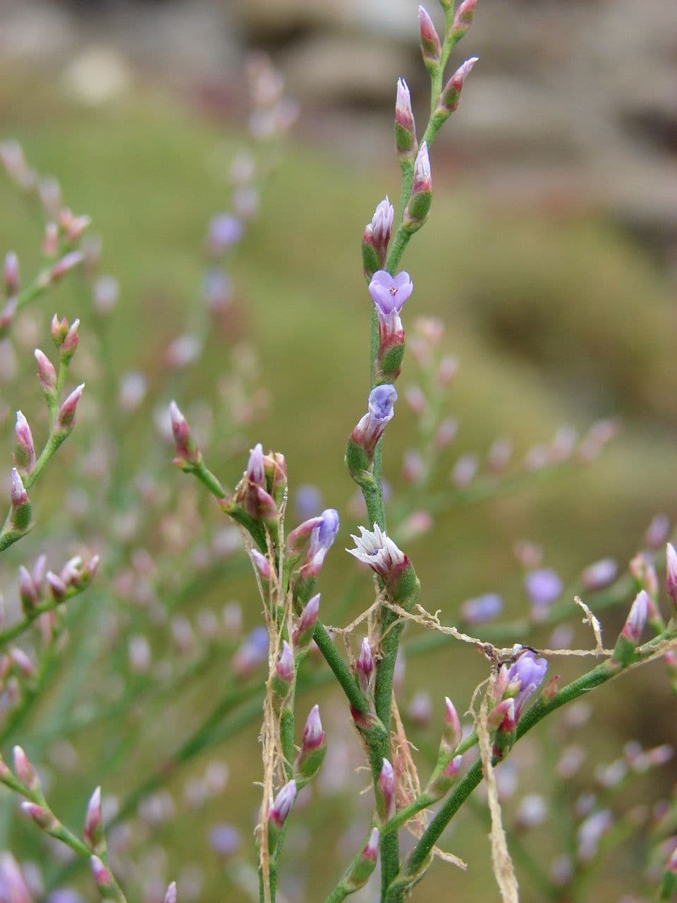 Limonium 4