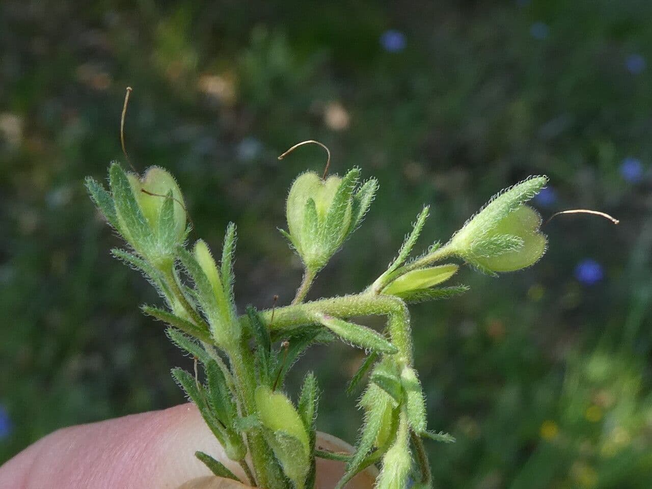 Veronica austriaca 4