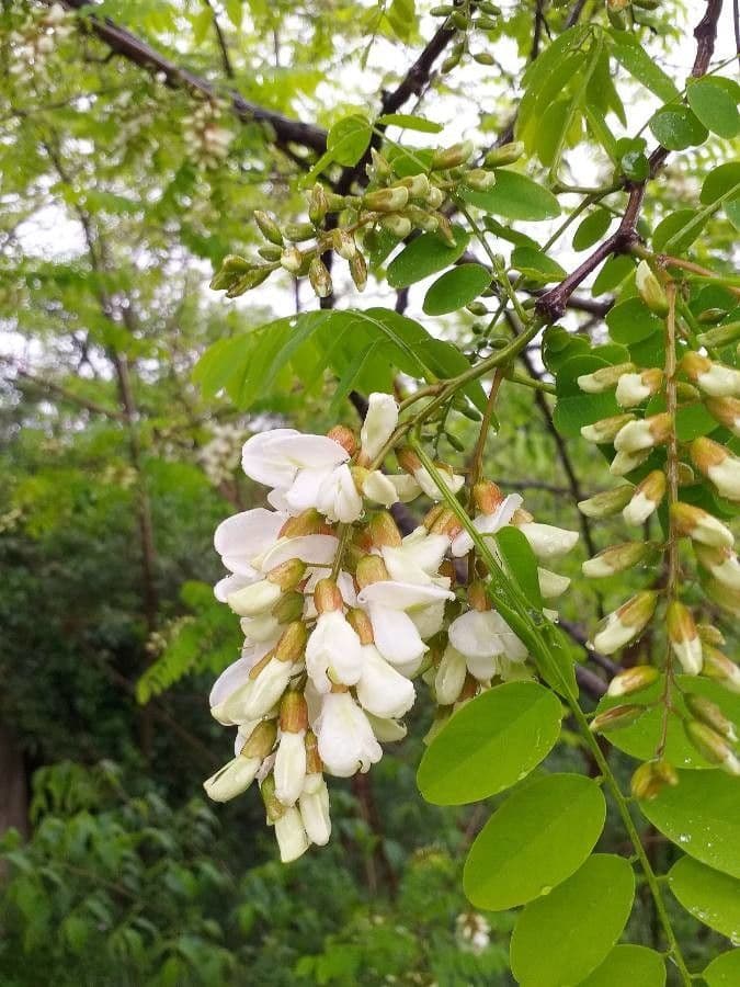 Robinia 8