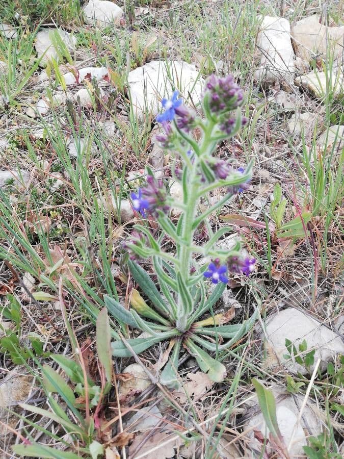 Buglossoides azzurra 9