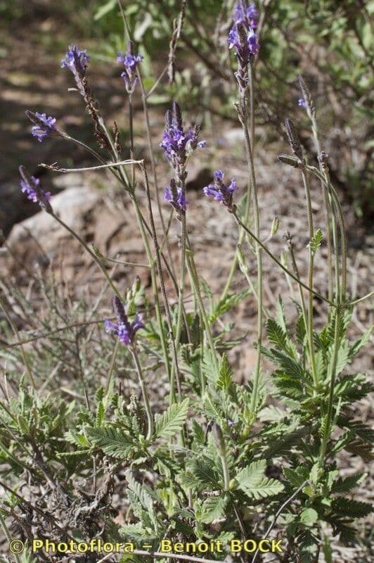 Lavanda 6