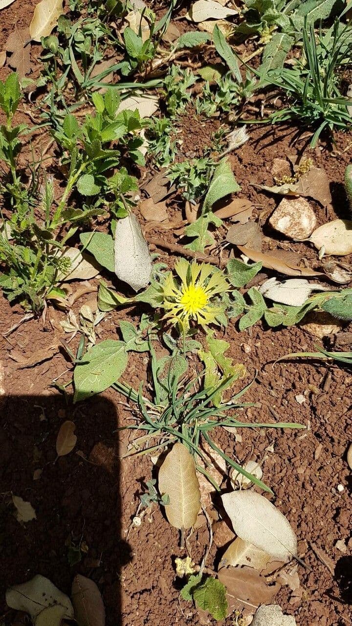 Centaurea 2