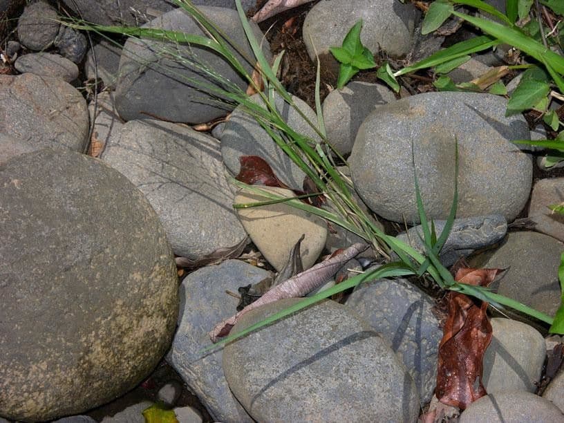 Eragrostis 2