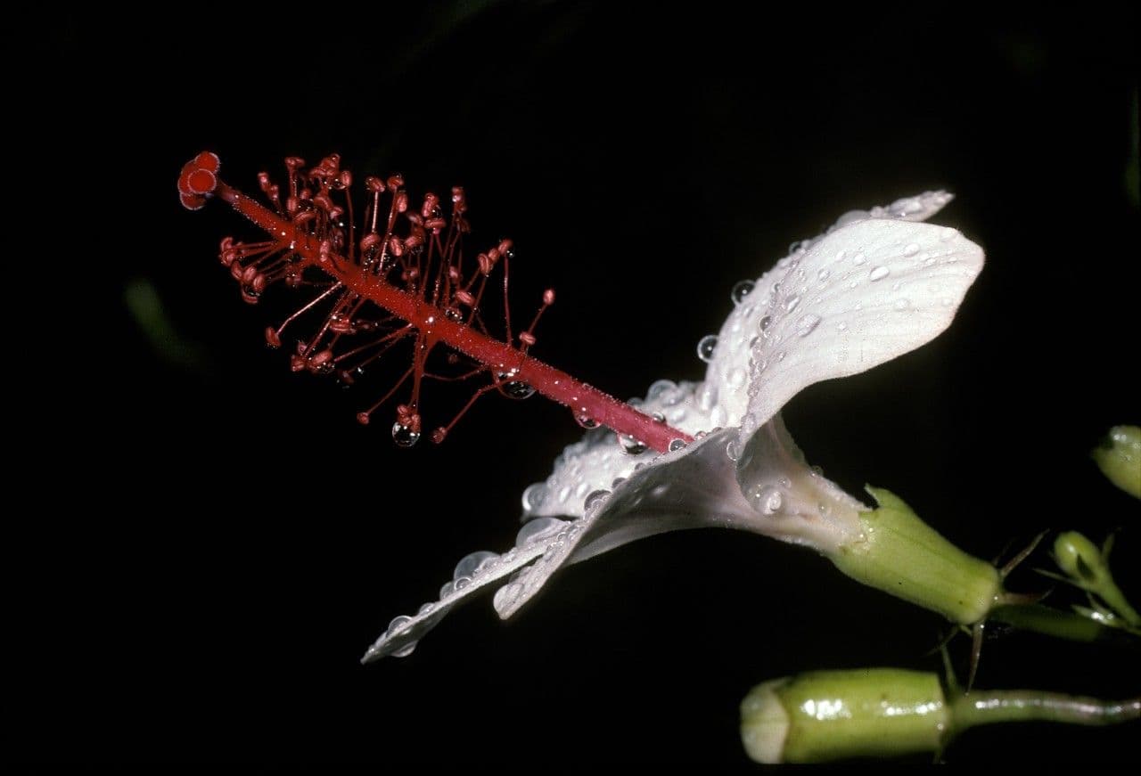 Hibisco di Waimea