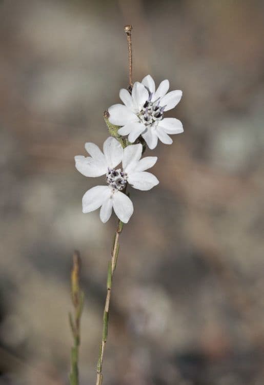 Blepharipappus 5