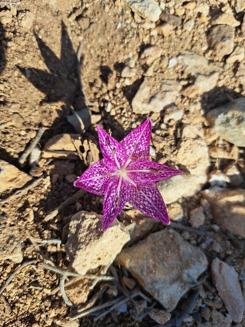 Colchico variegato 2