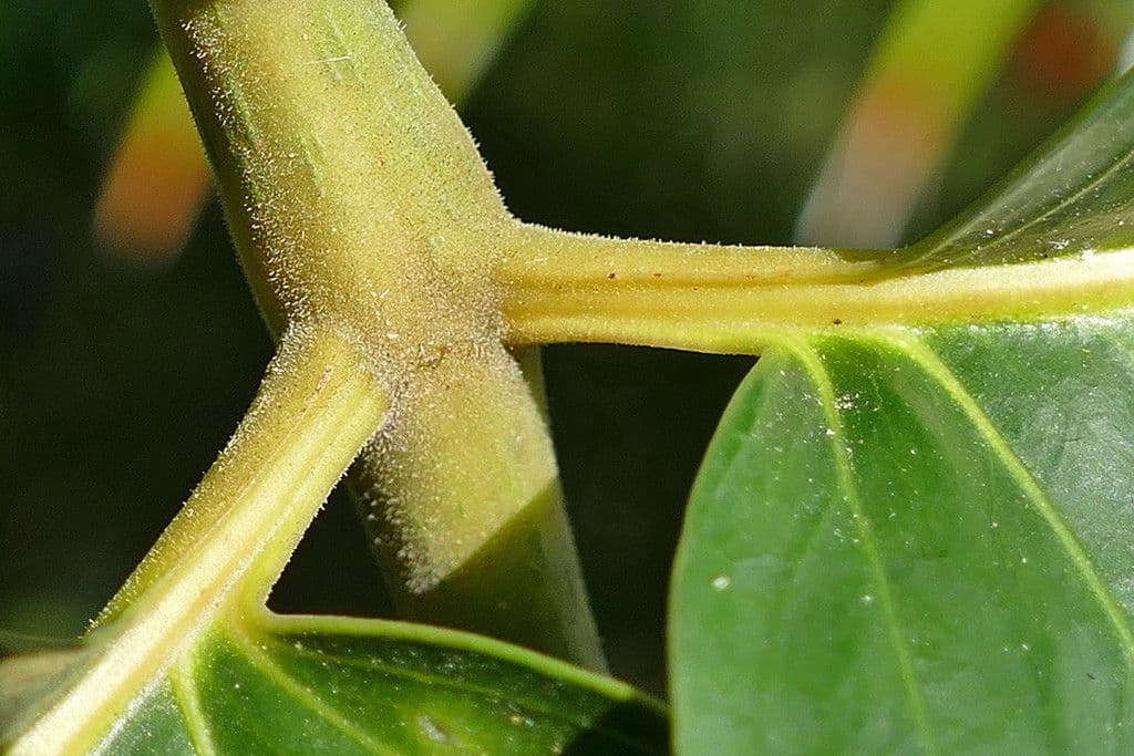 Polyscias 14