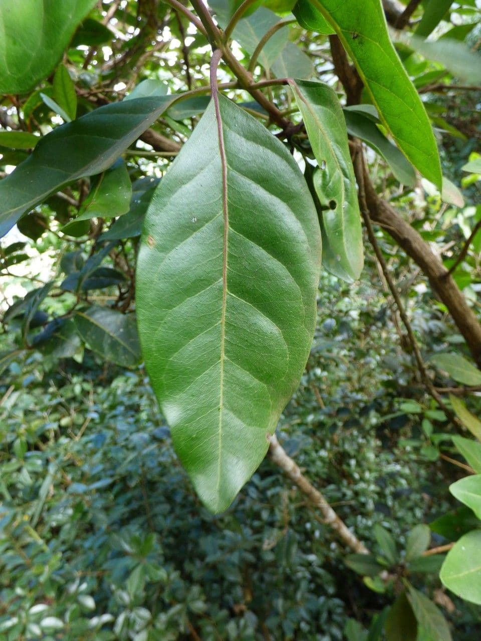 Nuxia verticillata 17