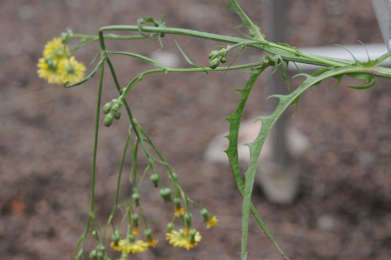 Radicchiella capillare 30