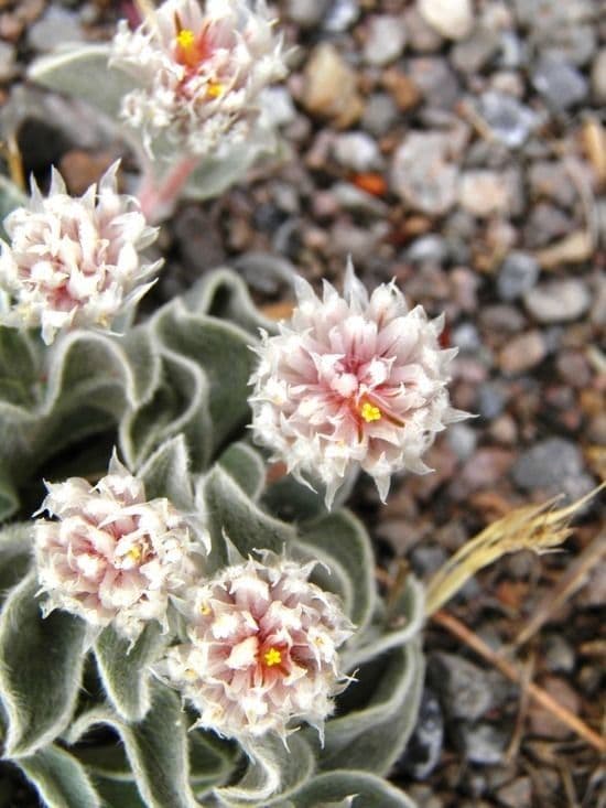 Gomphrena 2