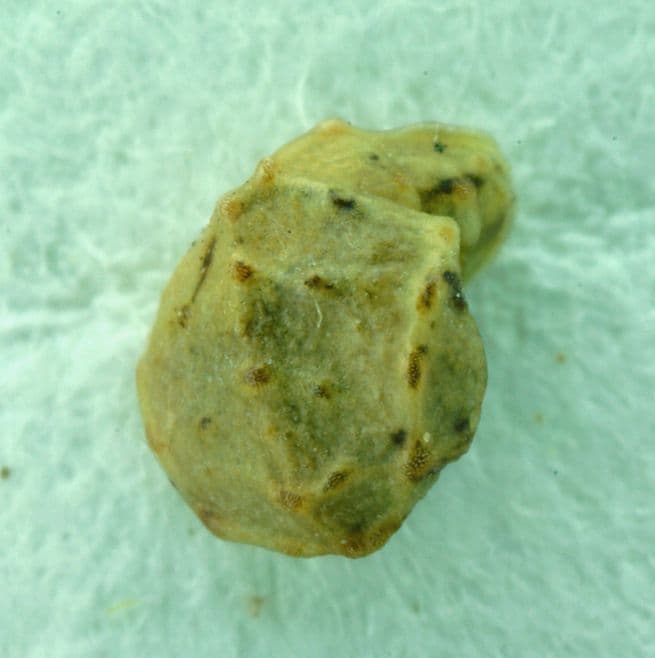 Plagiobothrys 2