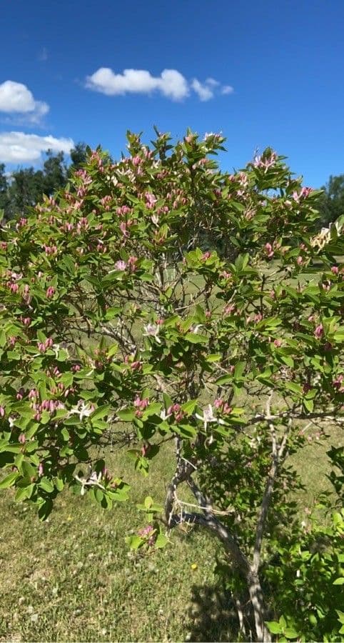 Caprifoglio tatarico 27