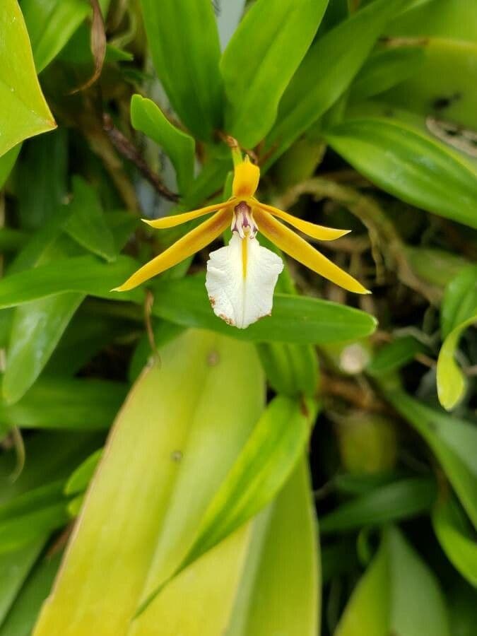 Orchidea ombrello pallida 7