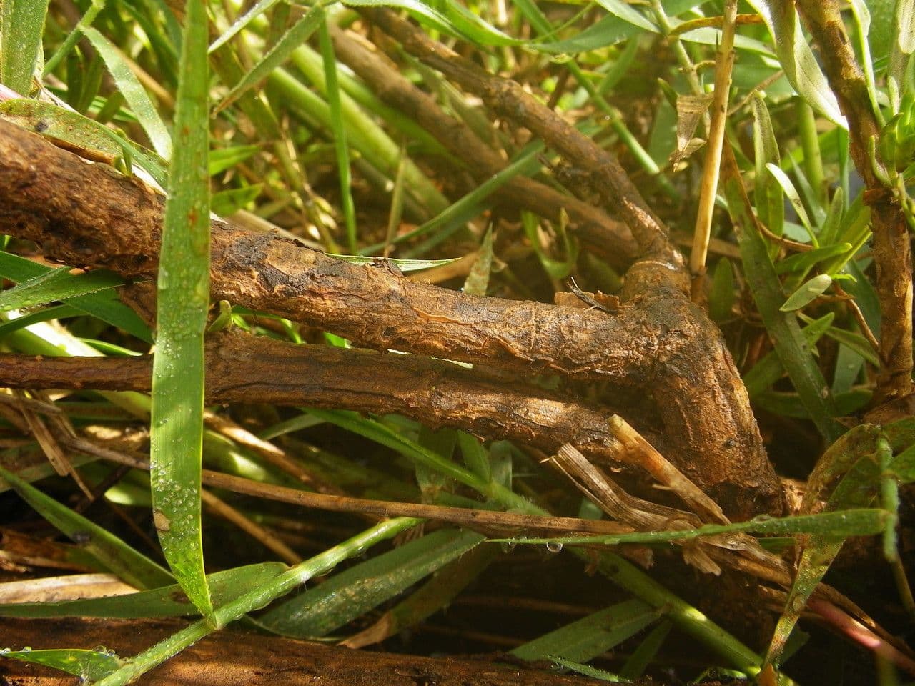Spermacoce verticillata 17