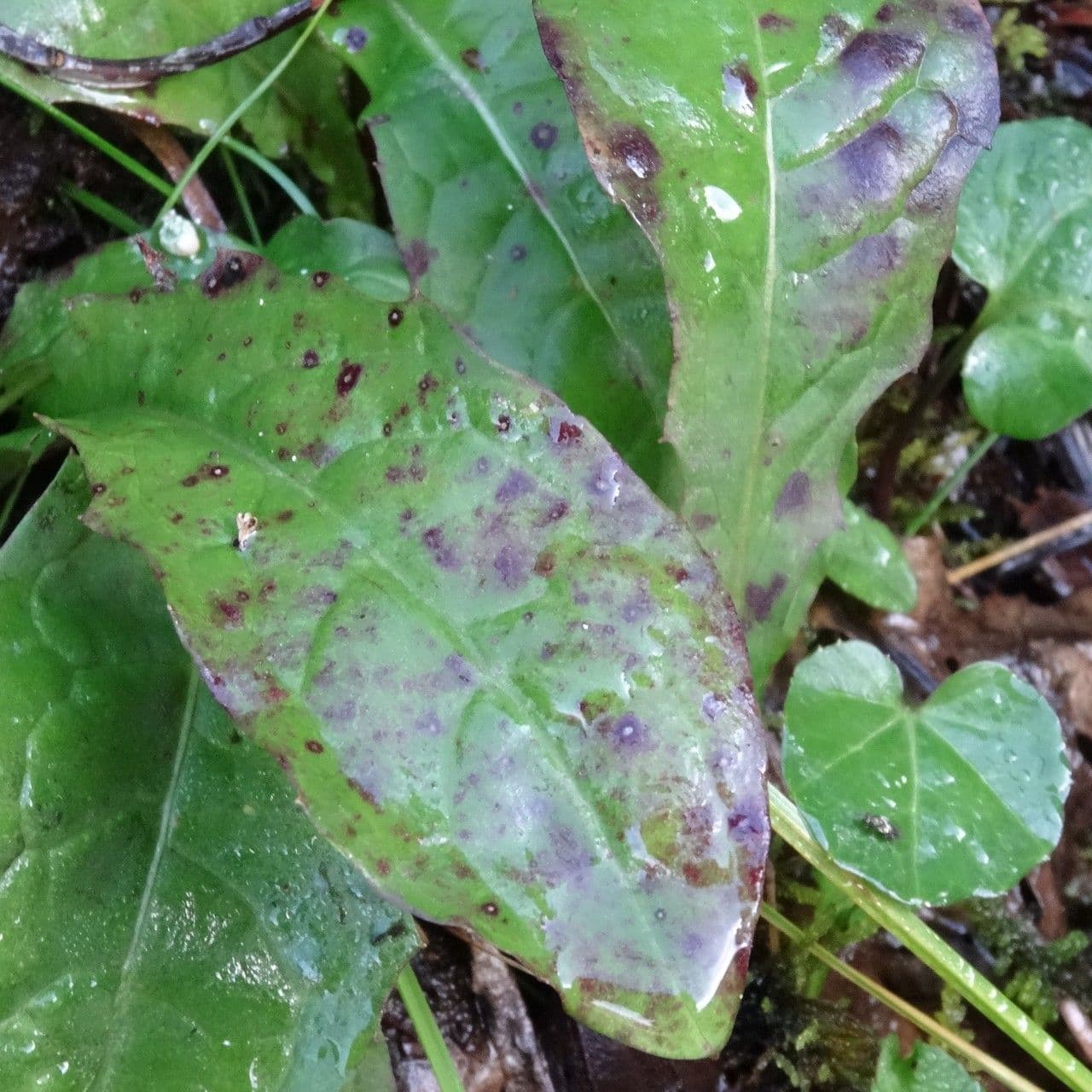 Gänsblume 14