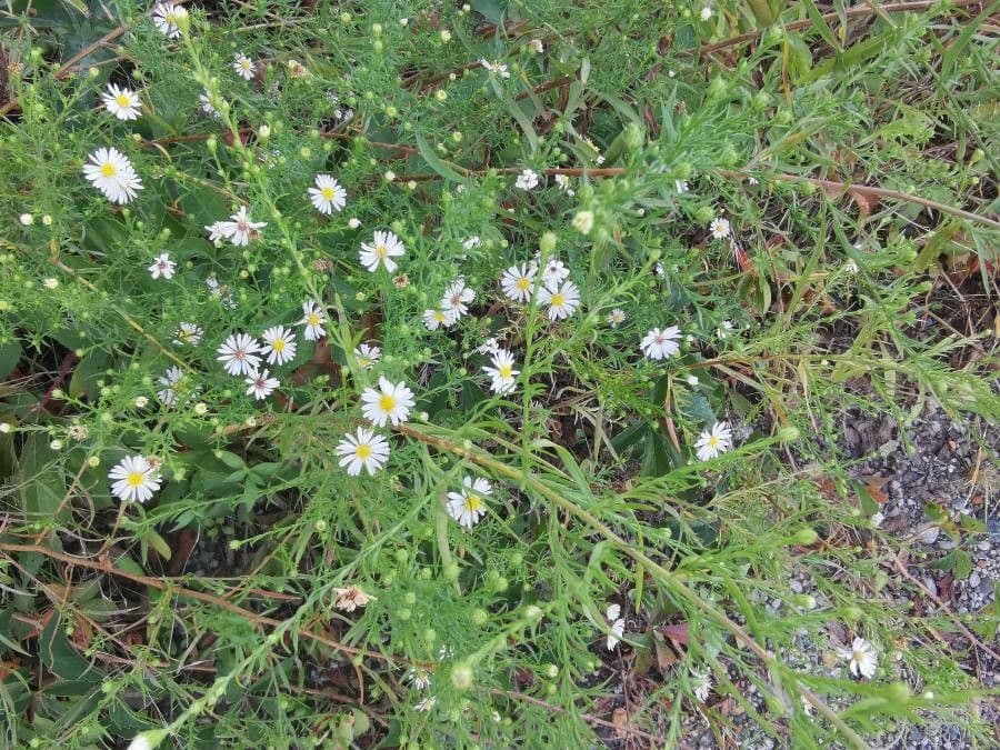 Heide-Herbst-Aster 6