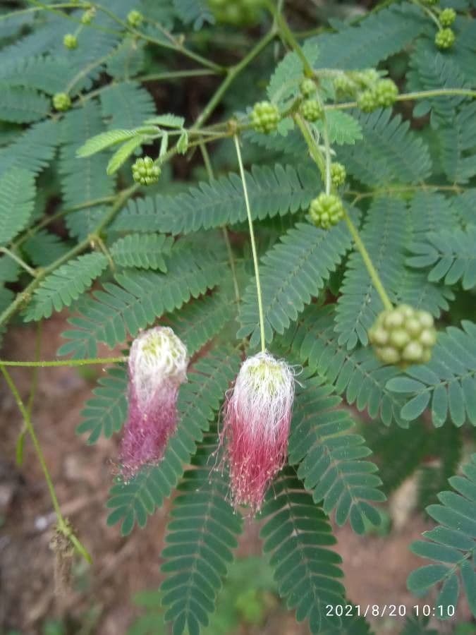 Calliandra del Suriname 27