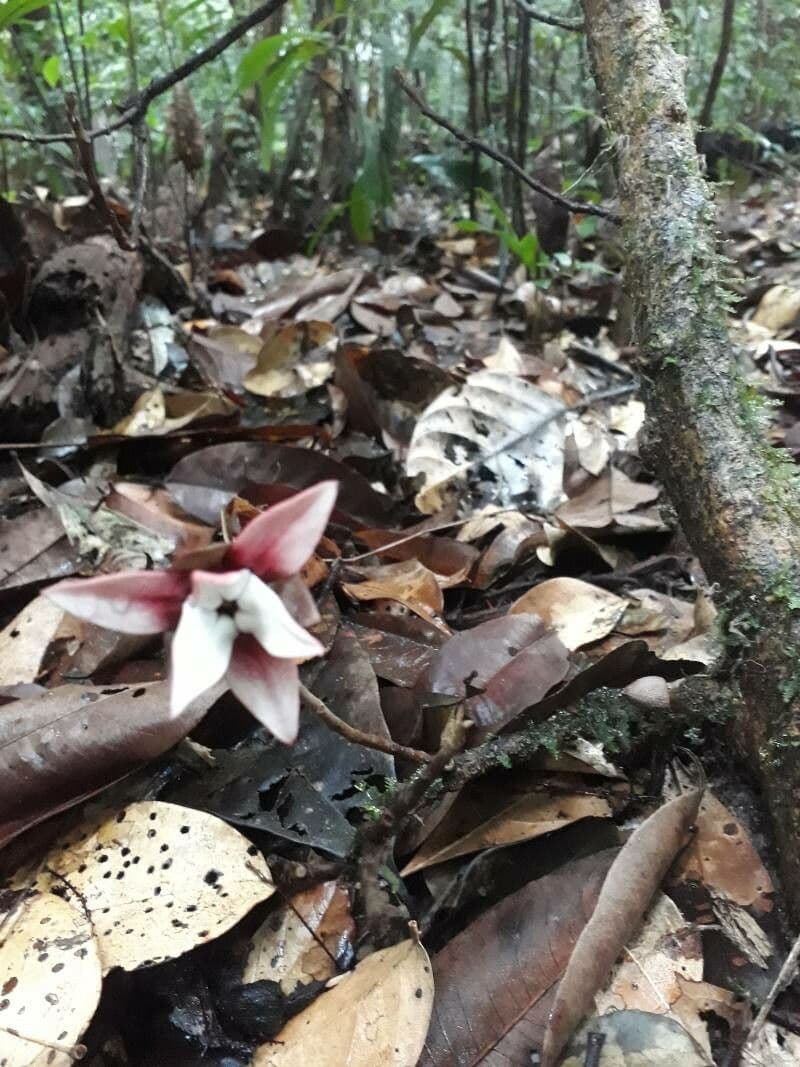 Duguetia 6