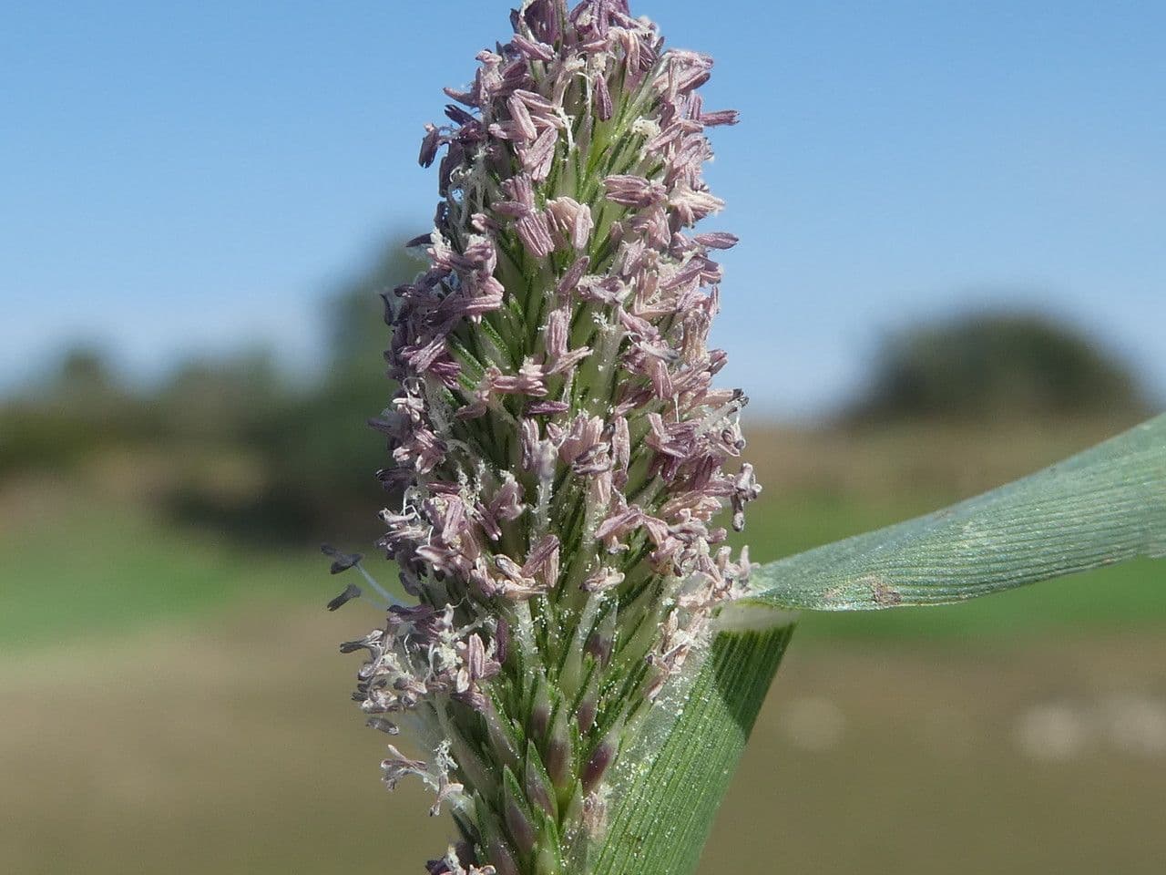 Crypsis schoenoides 8