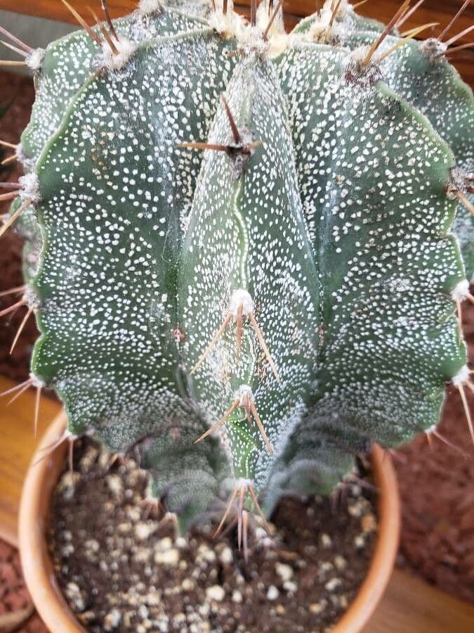 Cactus 15