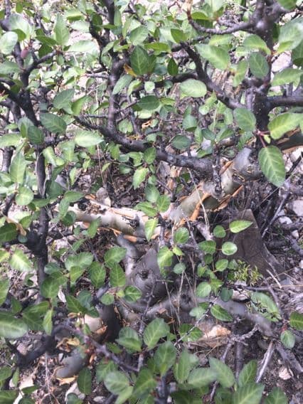 Bursera profumata 6