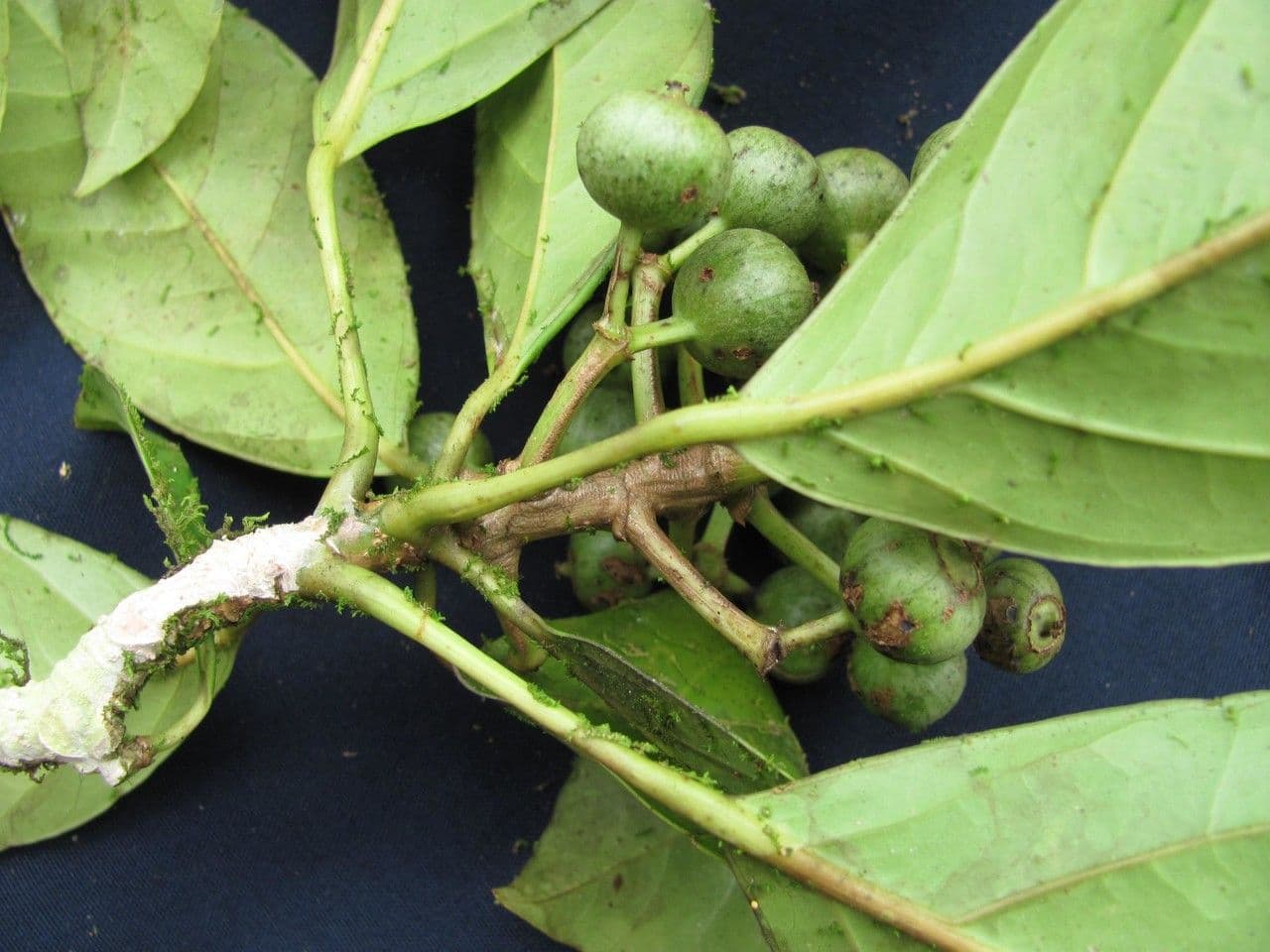 Dendropanax caucanus 3