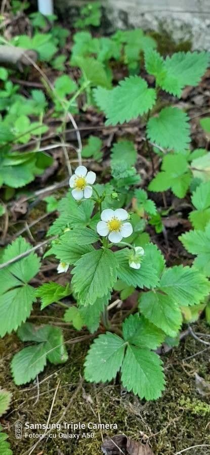 Virginische walderdbeere 2