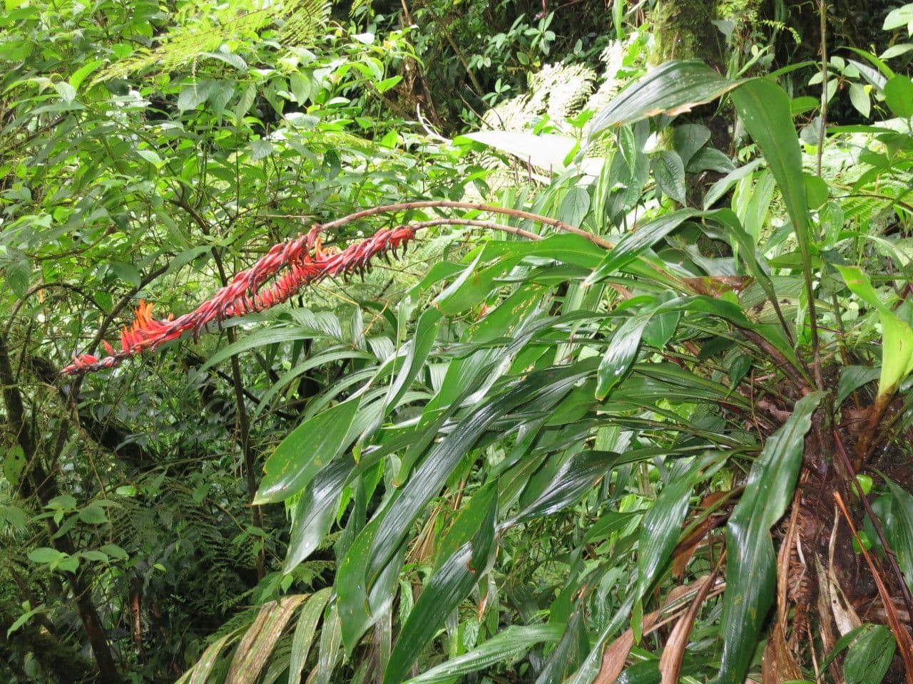Pitcairnia 4