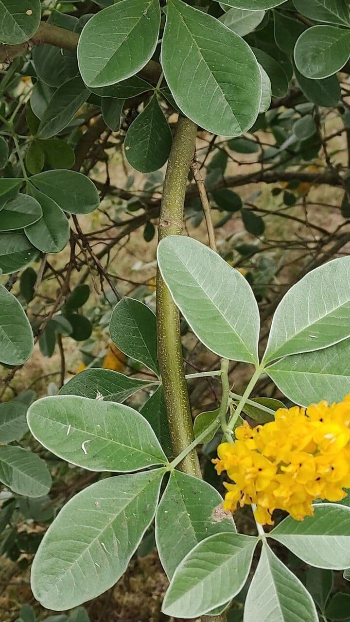 Argyrocytisus battandieri 14