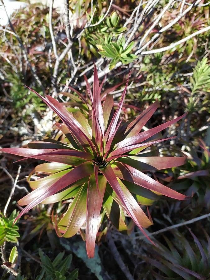 Dracophyllum 14