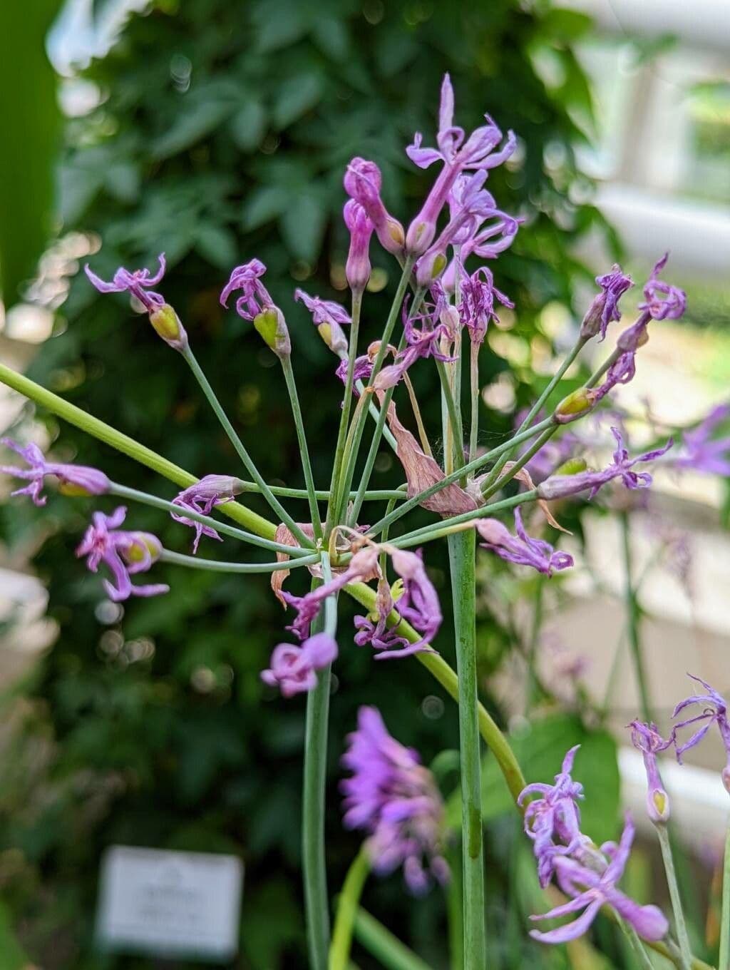 Tulbaghia 28