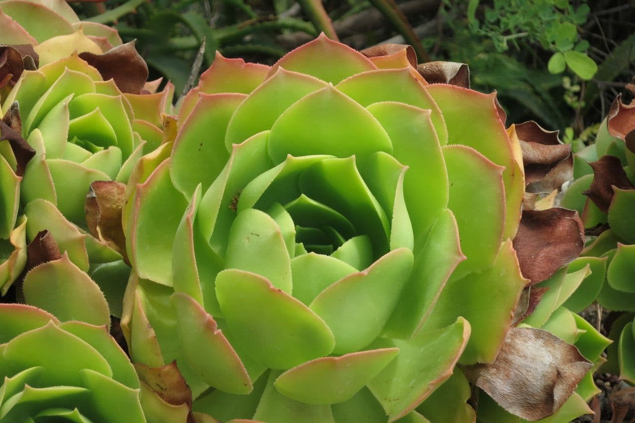 Aeonium