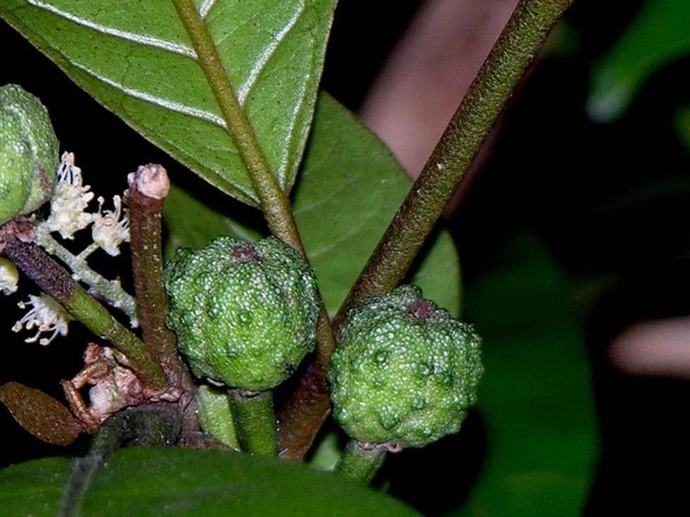 Croton 5
