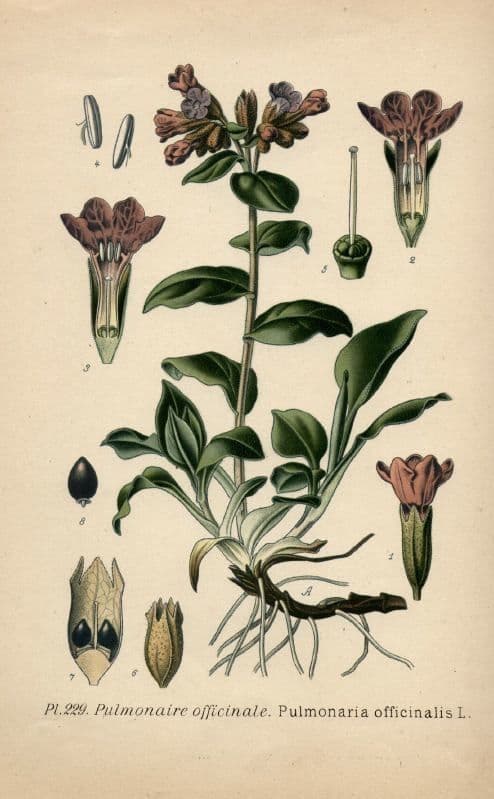 Polmonaria maggiore 27