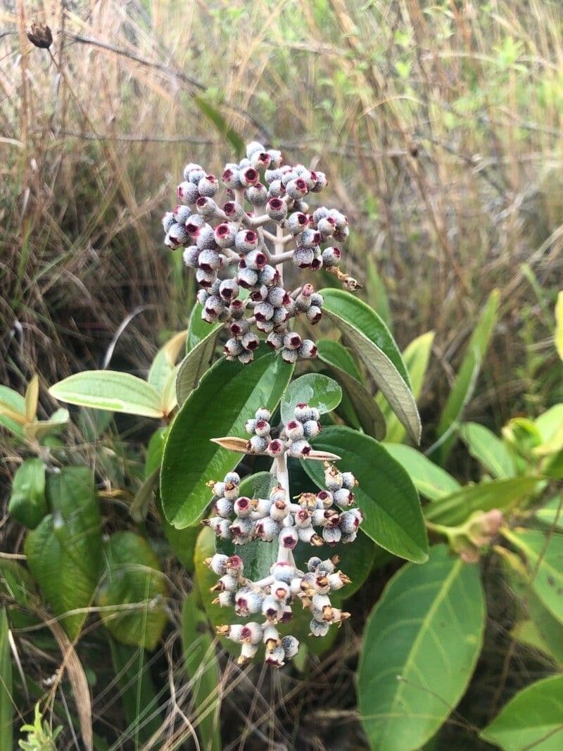 Miconia bianca 5