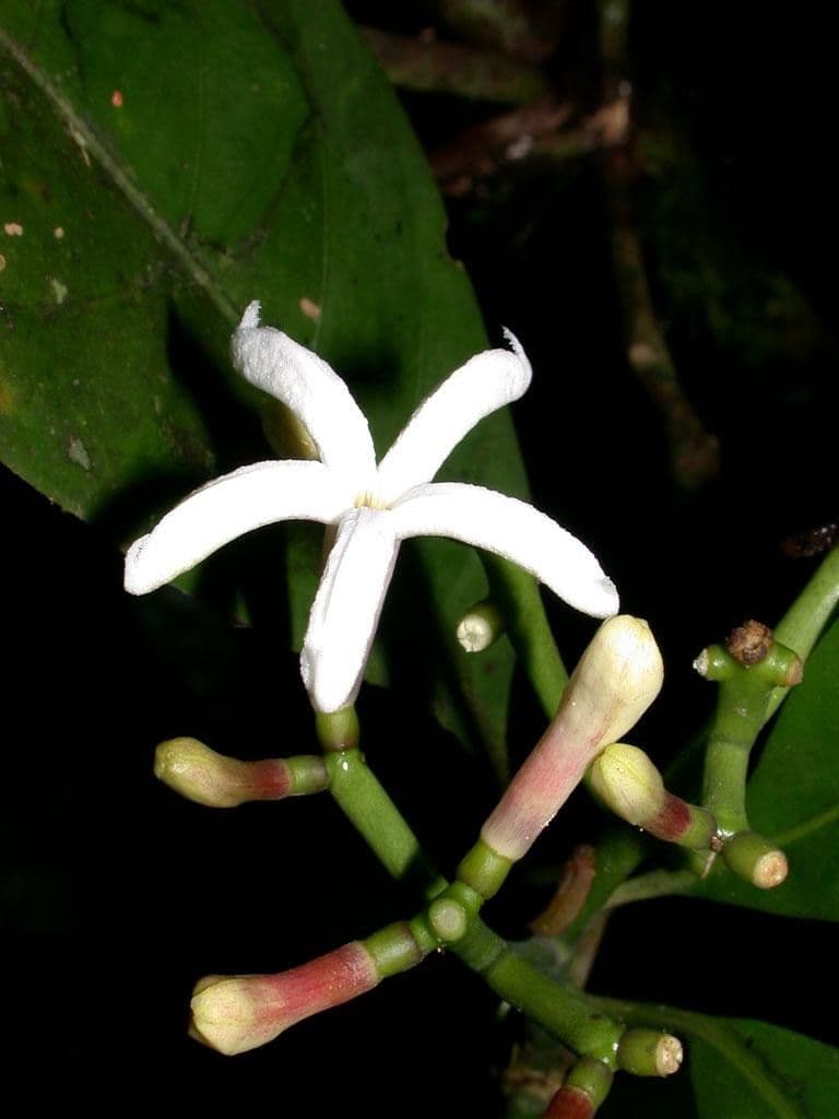 Palicourea 9