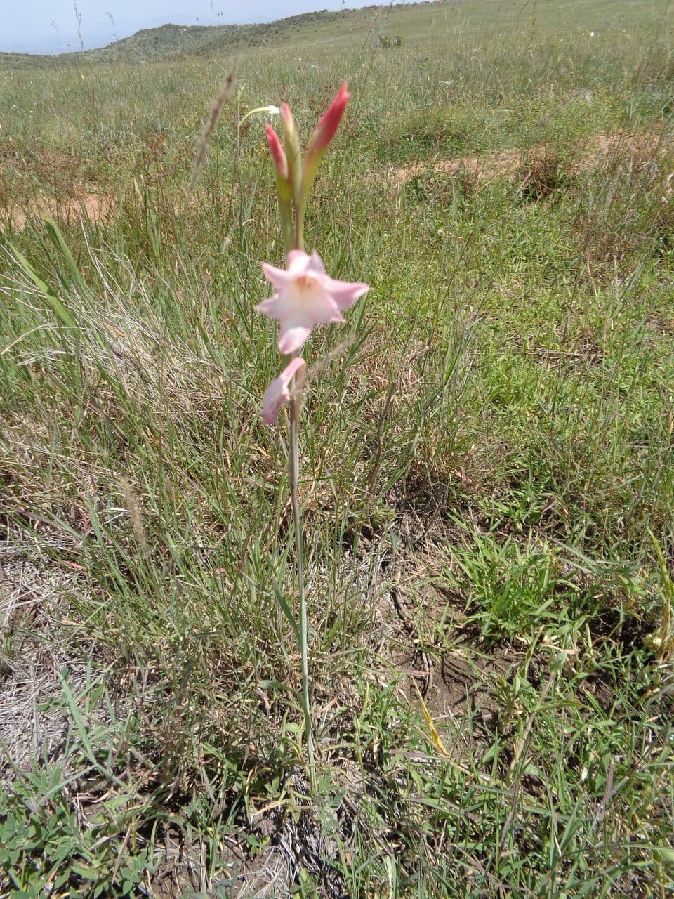 Gladiole