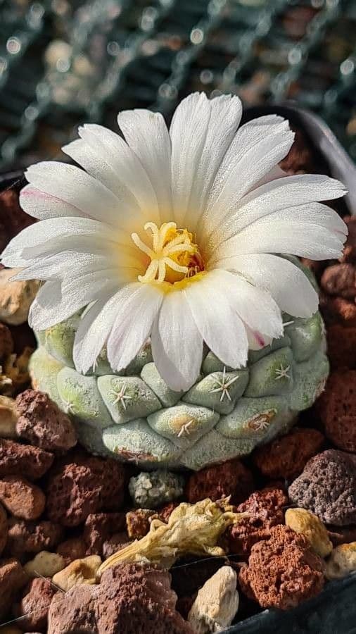 Strombocactus