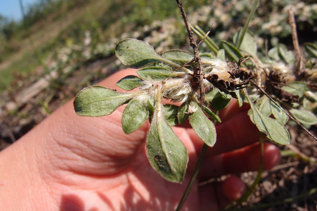 Glatte Bodendecker-Amaranth 8