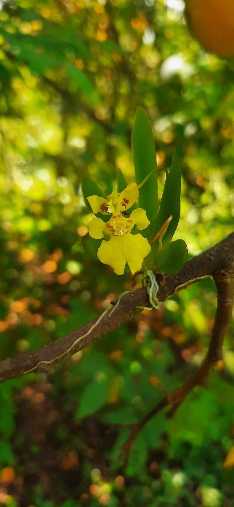 Orchidea cresta di gallo 4