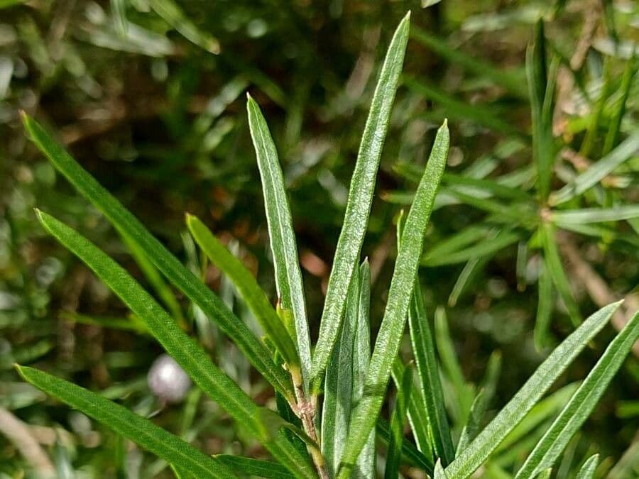 Variable tea-myrtle 7