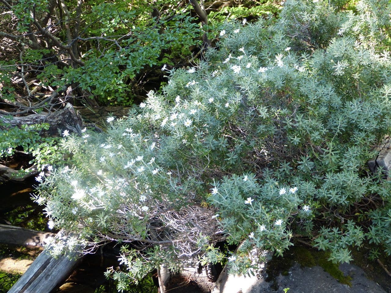 Chiliotrichum 16