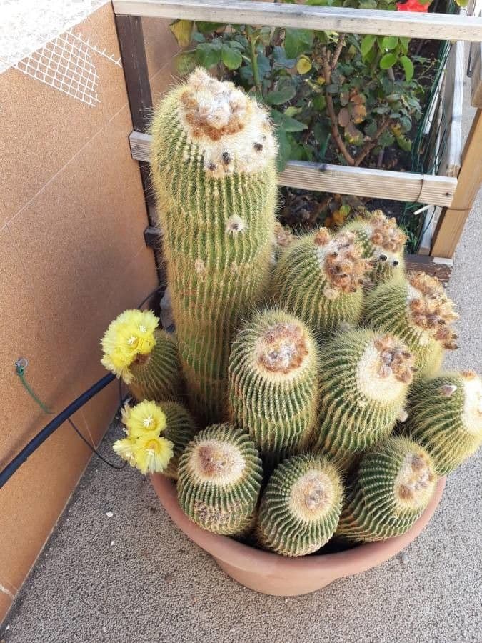 Parodia 9