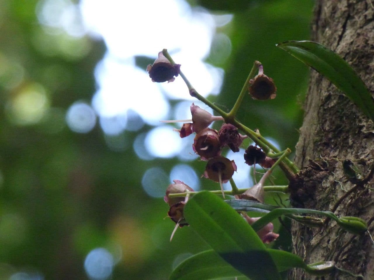 Syzygium 4