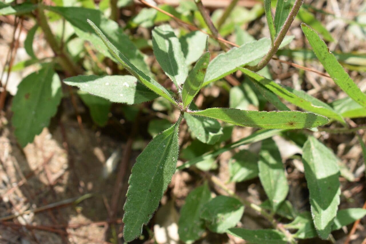 Campuloclinium macrocephalum 10