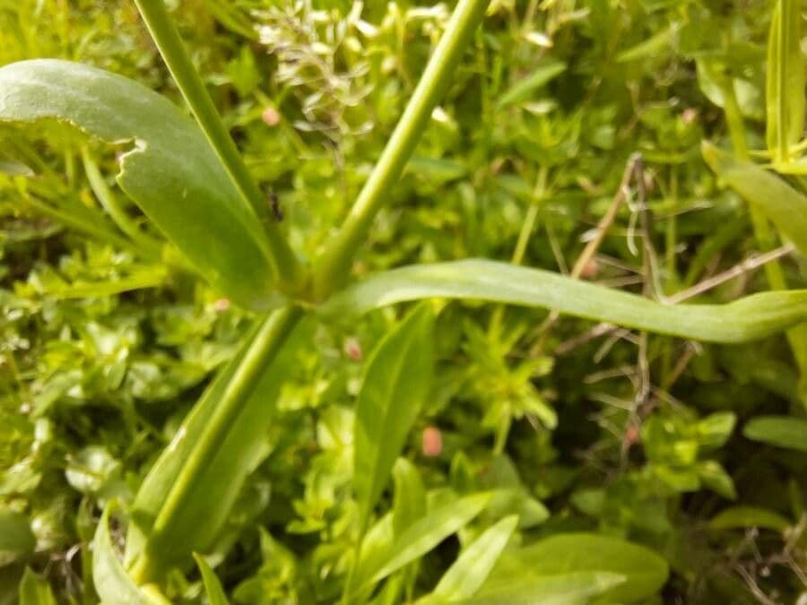 Gipsófila elegante 11
