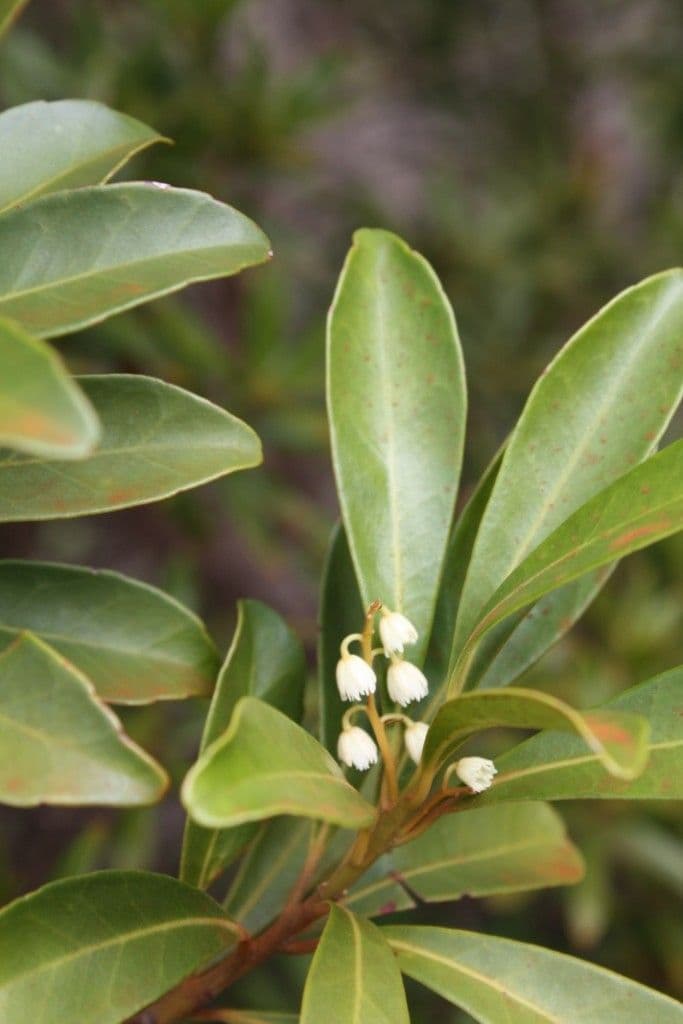 Elaeocarpus 2